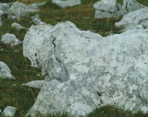 Sculture naturali